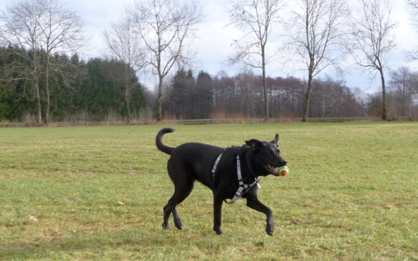 Labrador Hündin Romy mit Ball